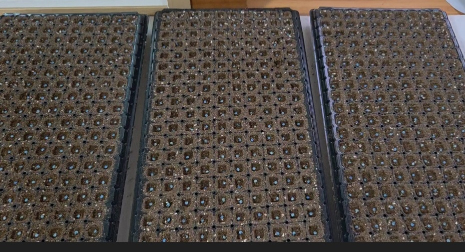 트레이에 고추씨앗 심기.jpg