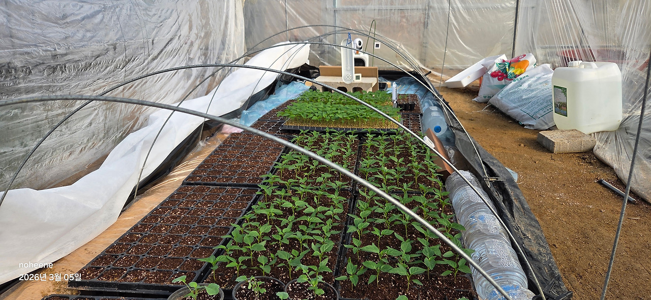 260305 고추모종(2군~3군합류).jpg