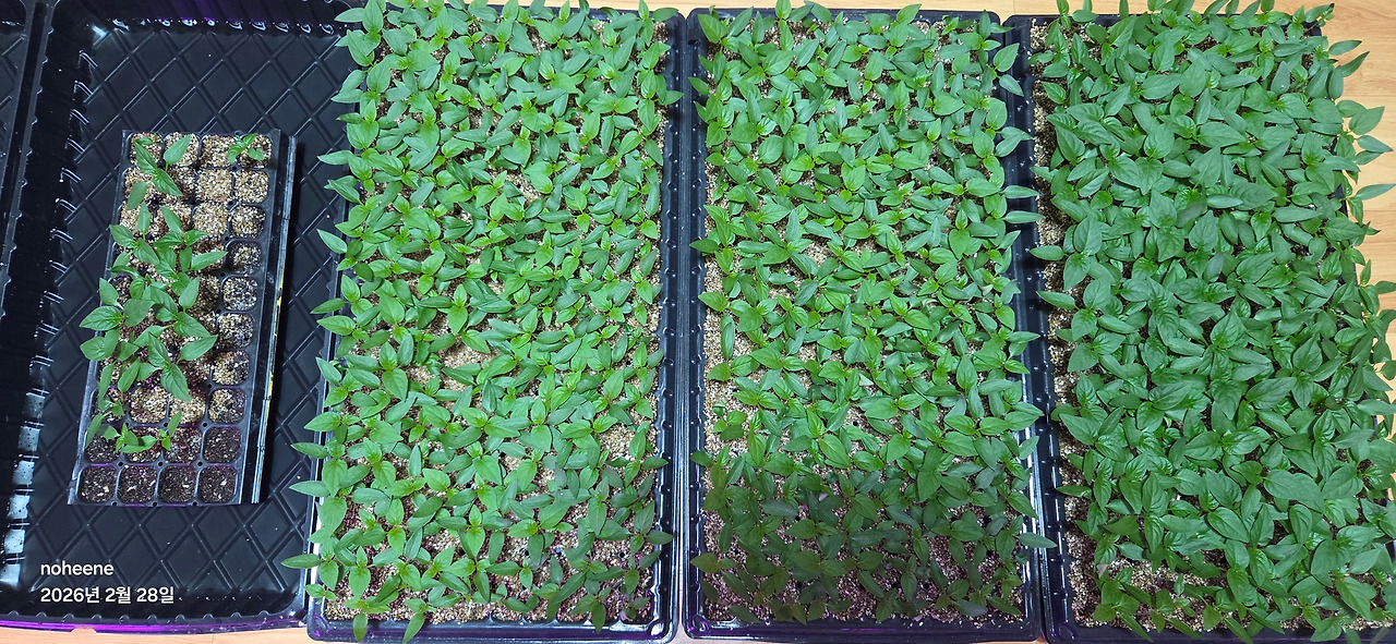 260228 고추모종(파종28일차).jpg