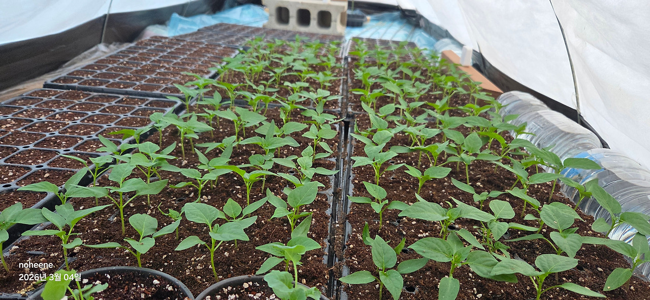 260304 고추모종(이틀째고추모종 1군).jpg