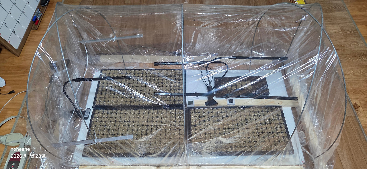 260123 고추모종(현재).jpg