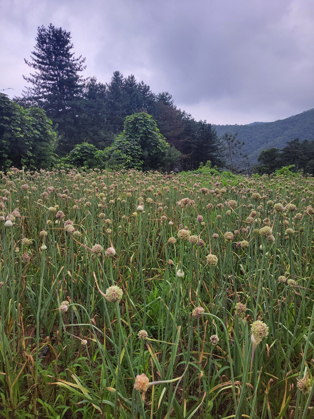 250705 마늘(주아꽃).jpg