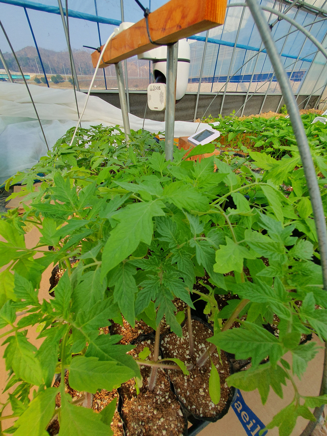 260327 울진밭(토마토모종).jpg