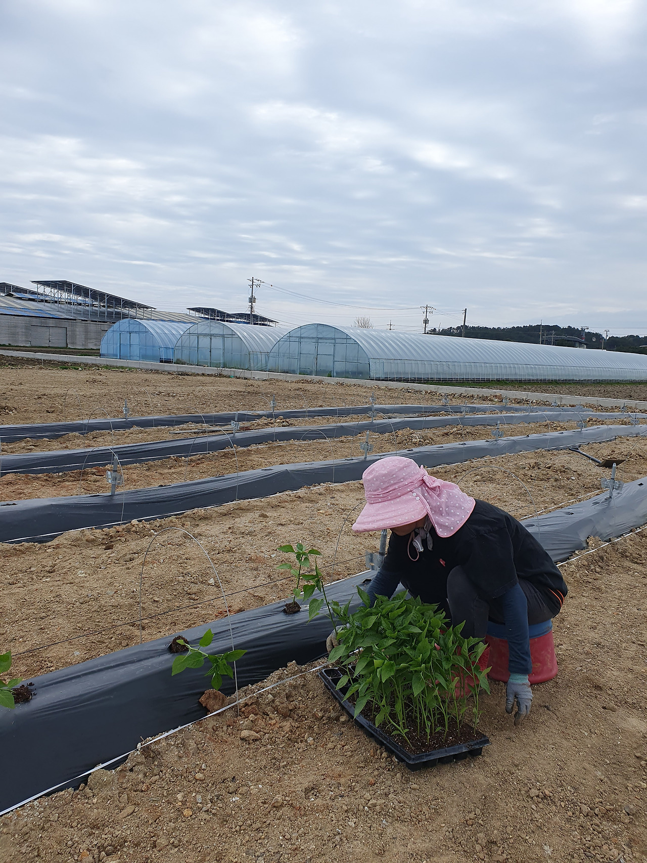 260417 울진밭(고추심는나).jpg