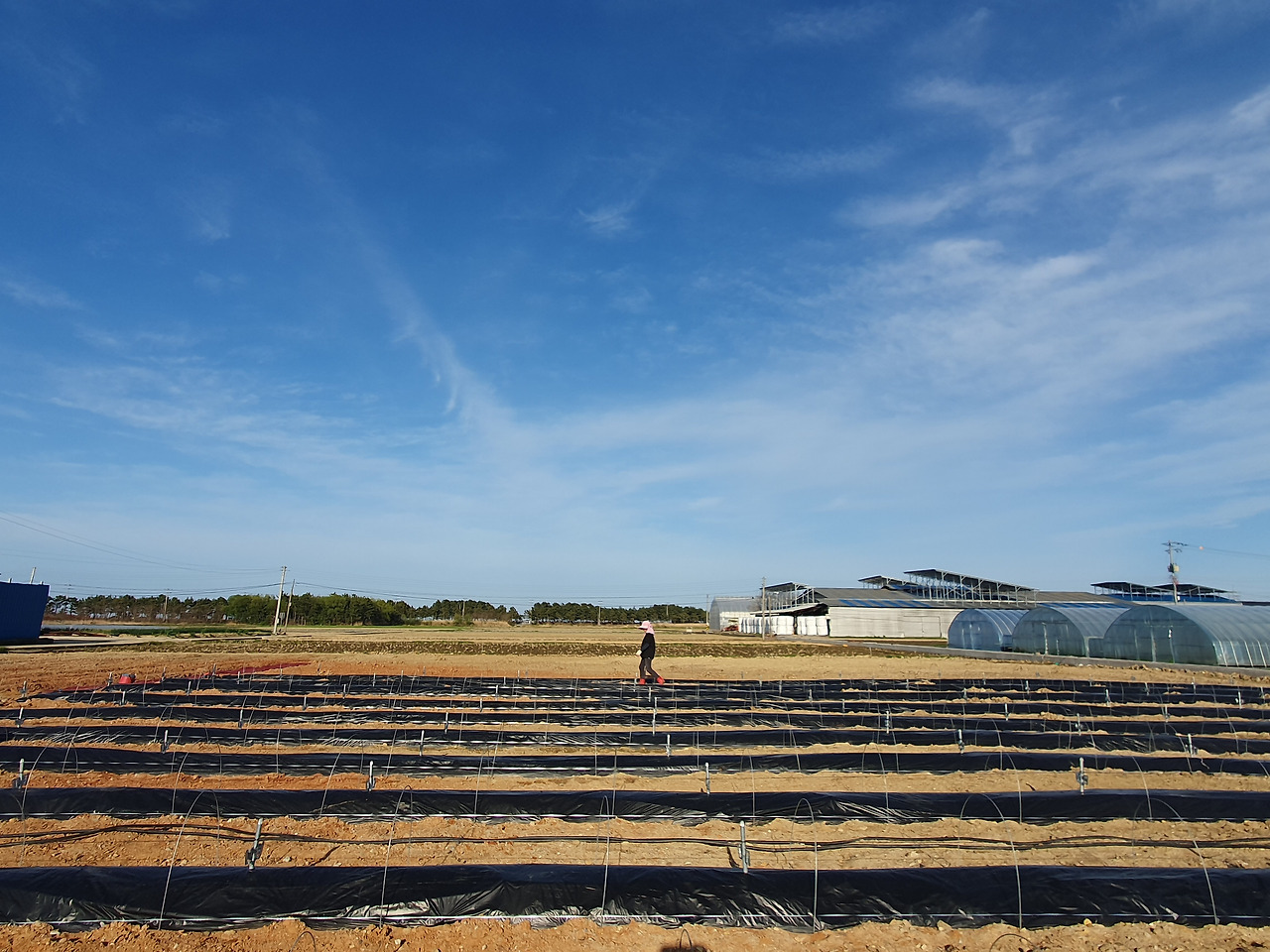 260416 울진밭(3).jpg