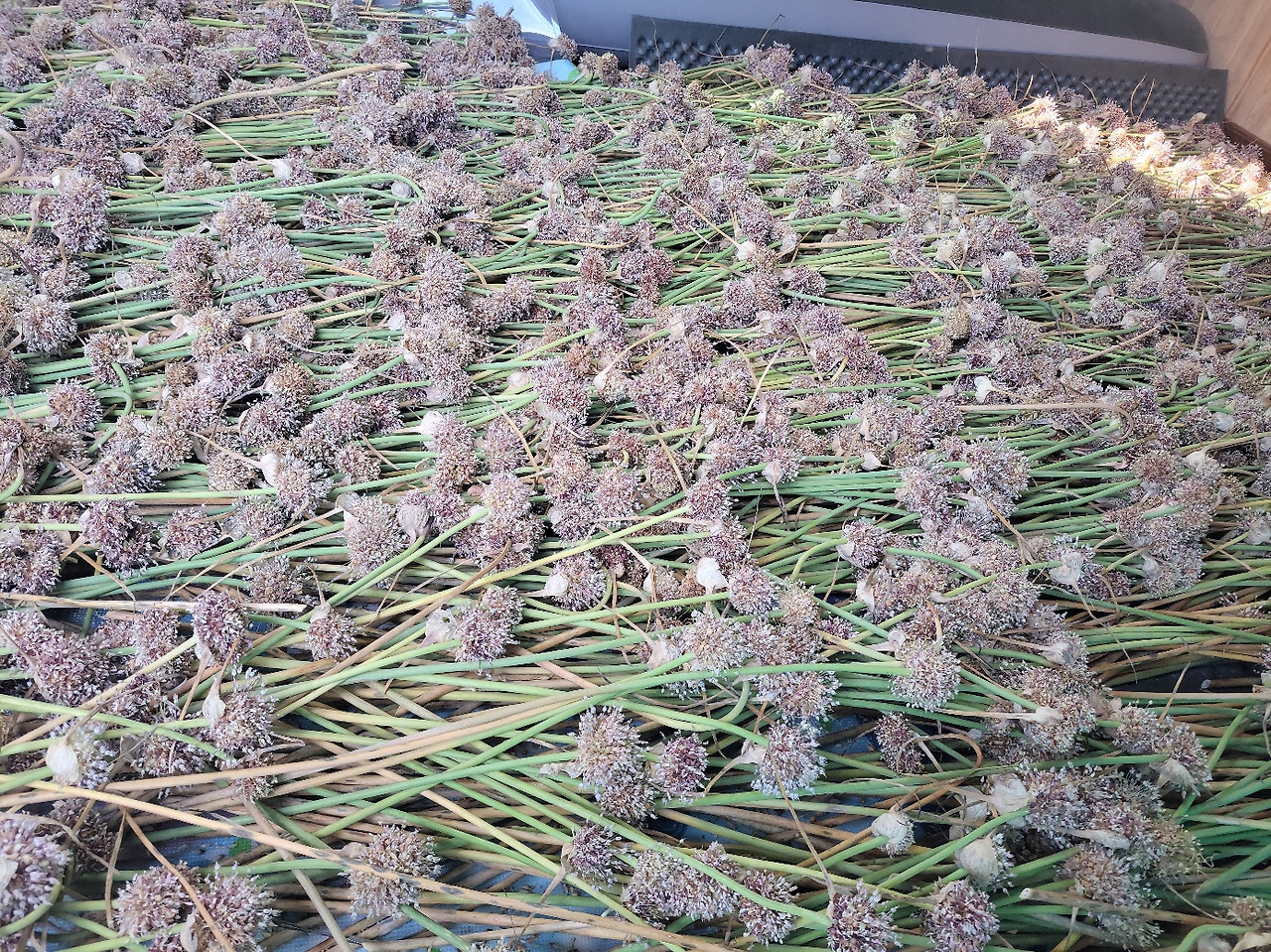 250726 마늘(주아를 말리고있음).jpg