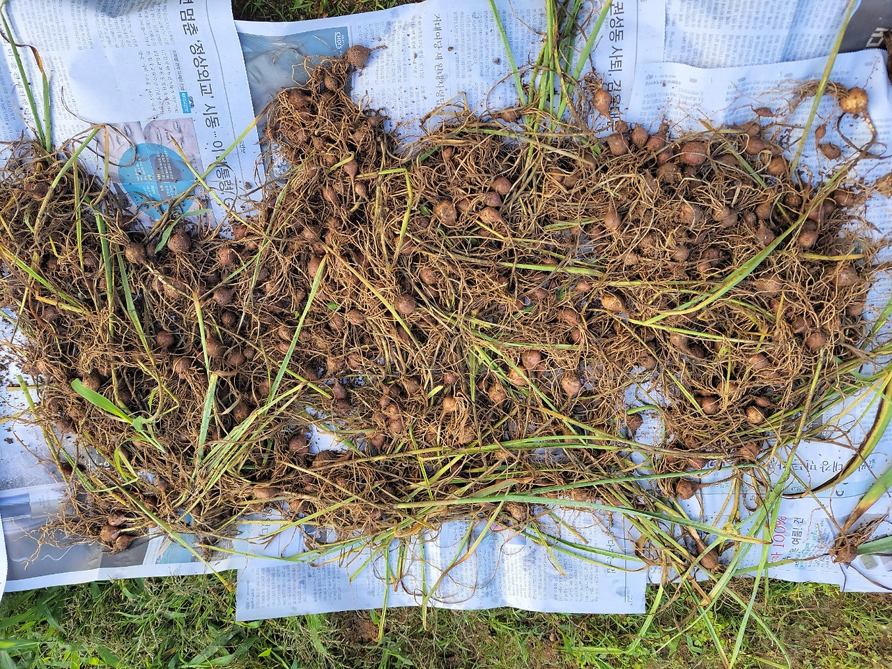 250622 마늘(도아).jpg