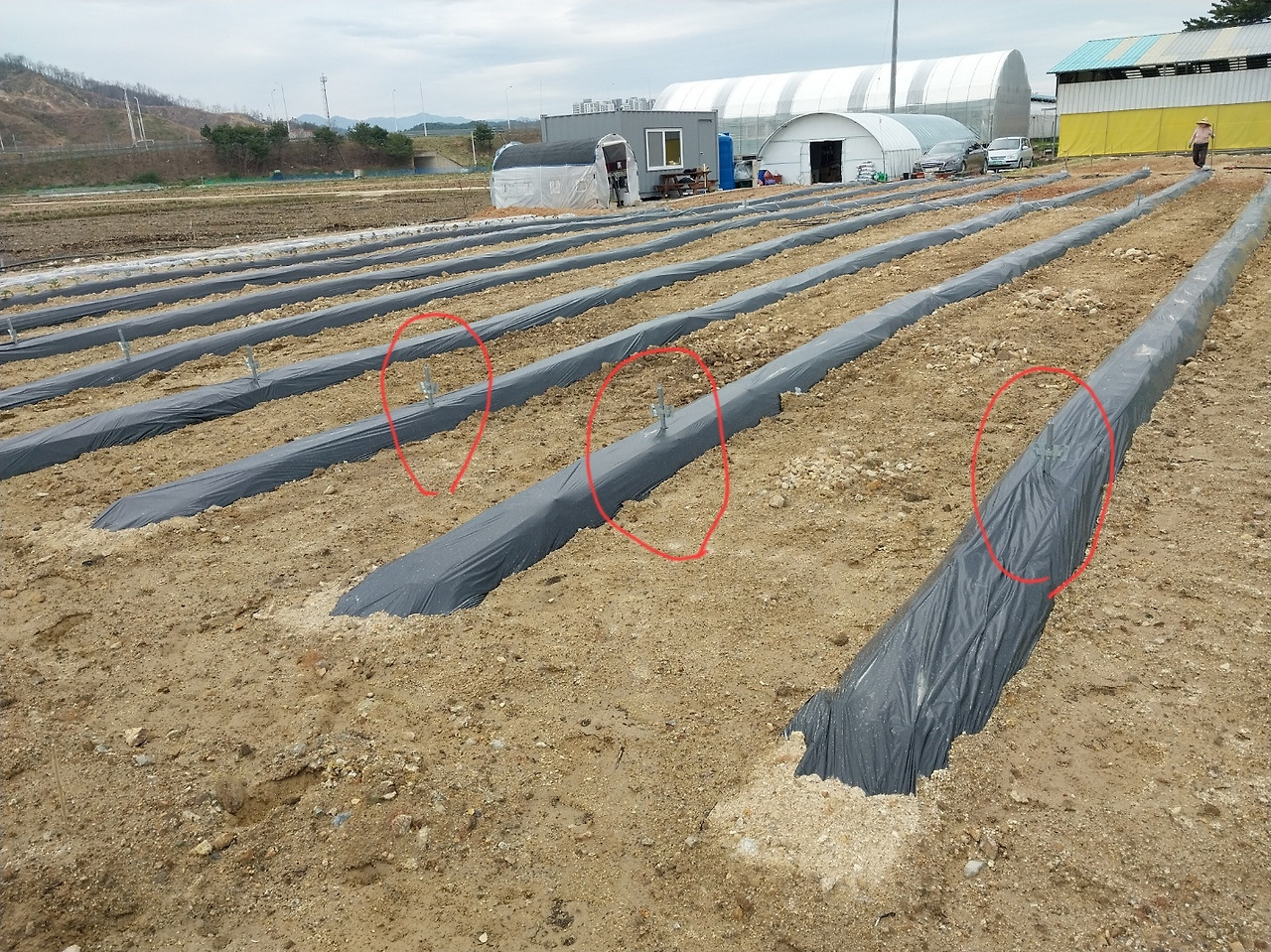 260409 울진밭(고추지지대설치시작).jpg