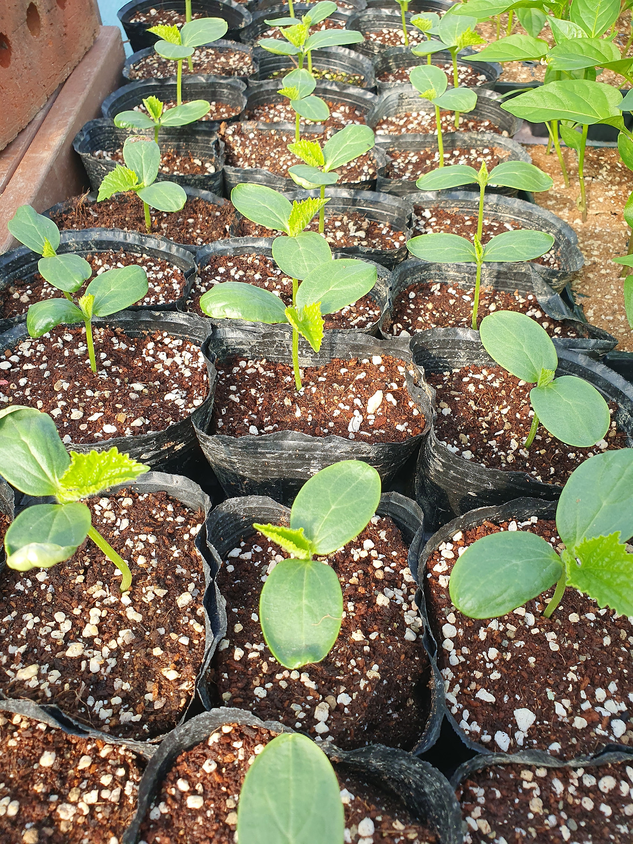 260327 울진밭(오이모종1).jpg