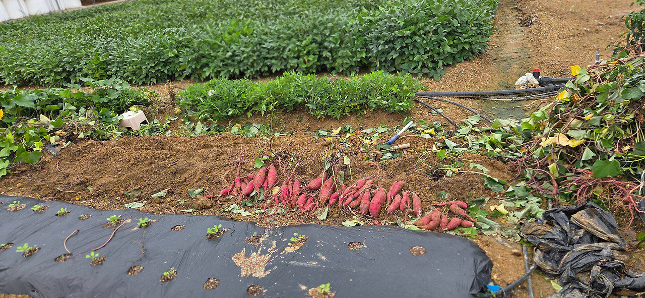 250919 울진밭(고구마).jpg