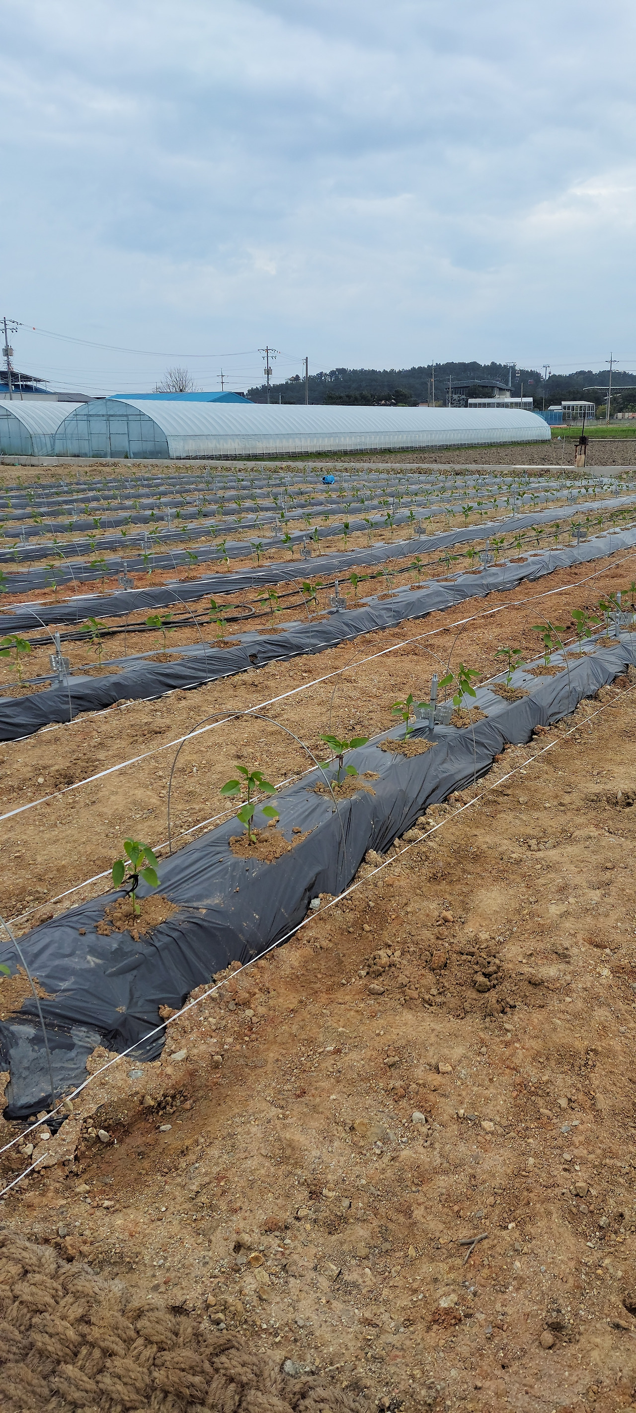 260417 울진밭(고추심기).jpg