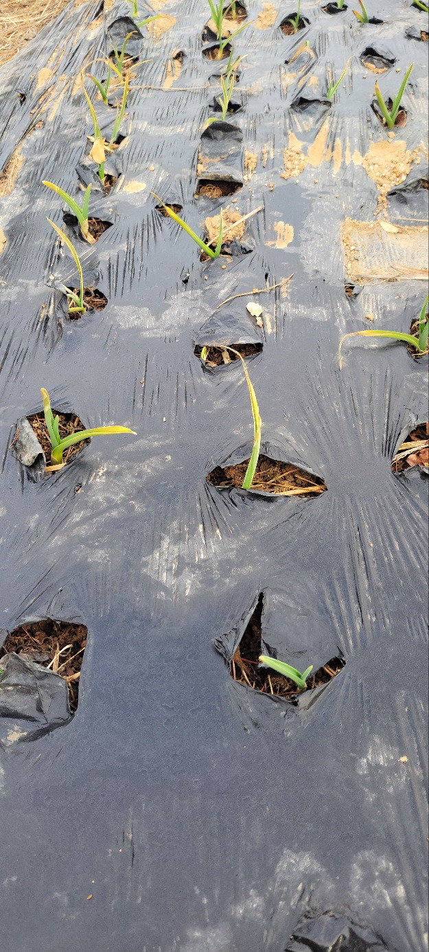 260301 양평밭(마늘1).jpg