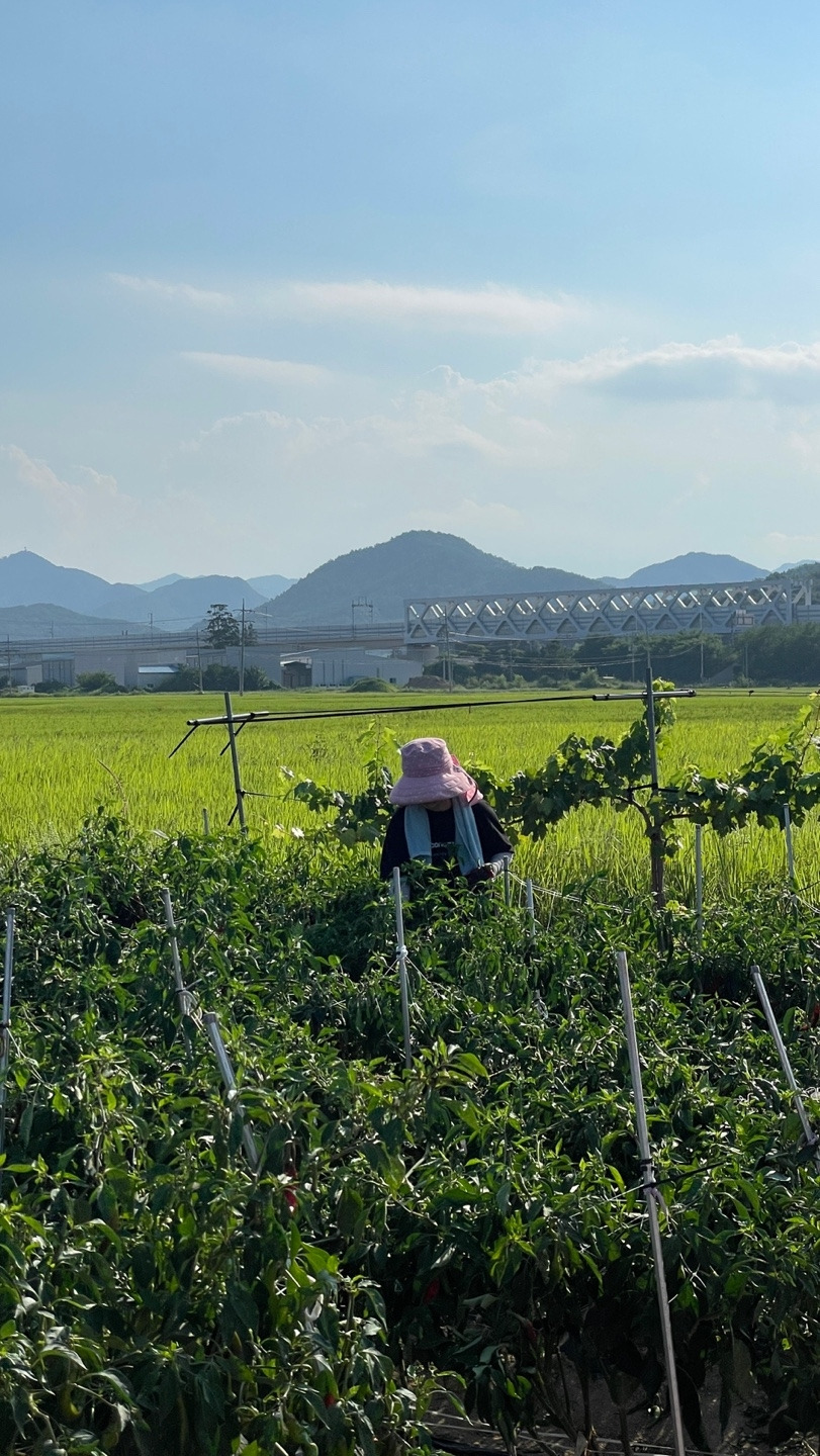 250830 나(고추따는 나).jpg