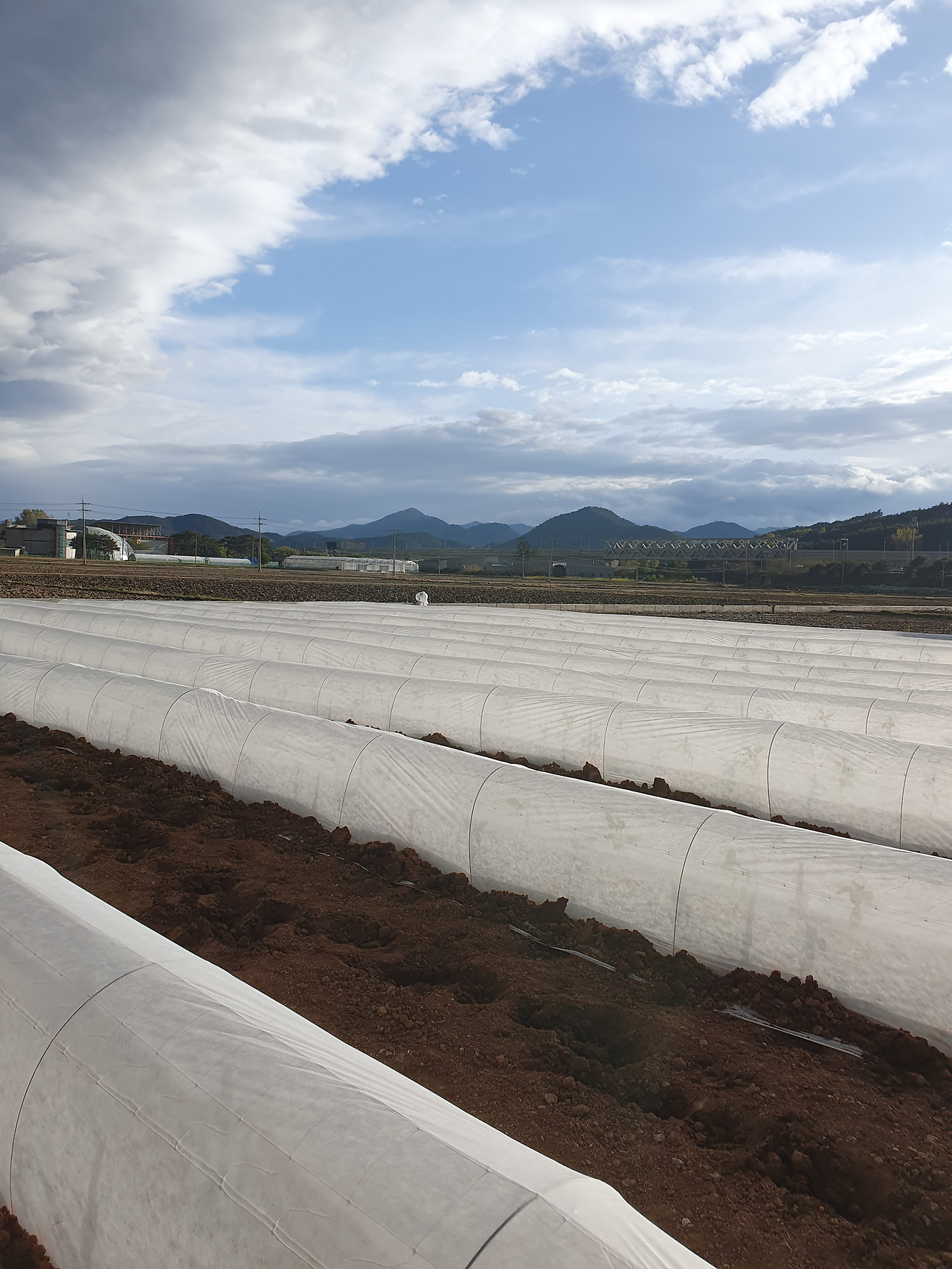 260417 울진밭(부직포터널).jpg