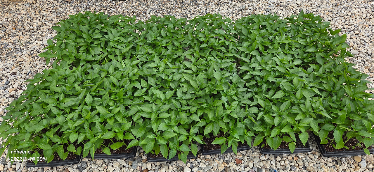 260409 고추모종(68일차).jpg
