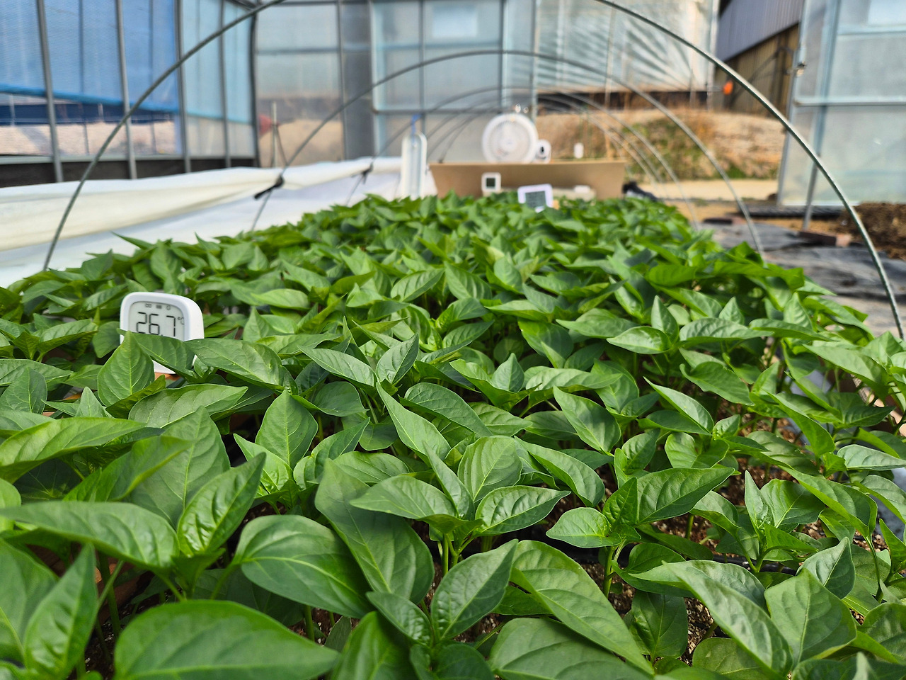 260328 울진밭(모종3).jpg