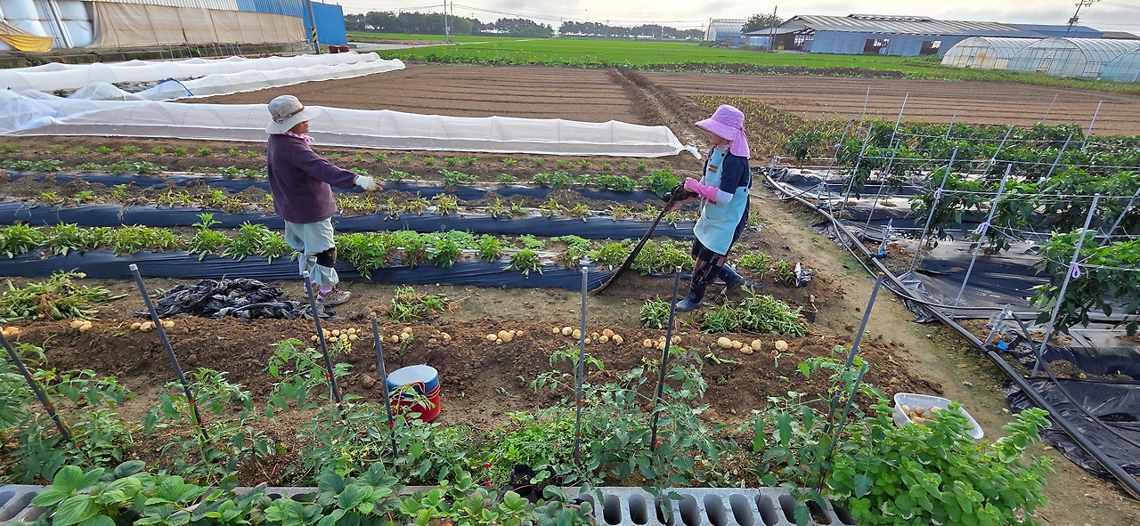 250626 울진밭(감자를 수확하는 엄마와 나).jpg