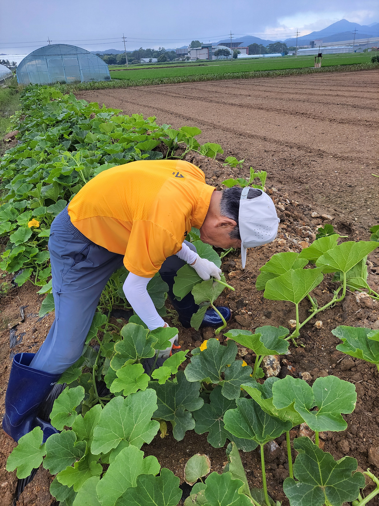 250626 밭에서 호박잎 정리중인 아버지.jpg