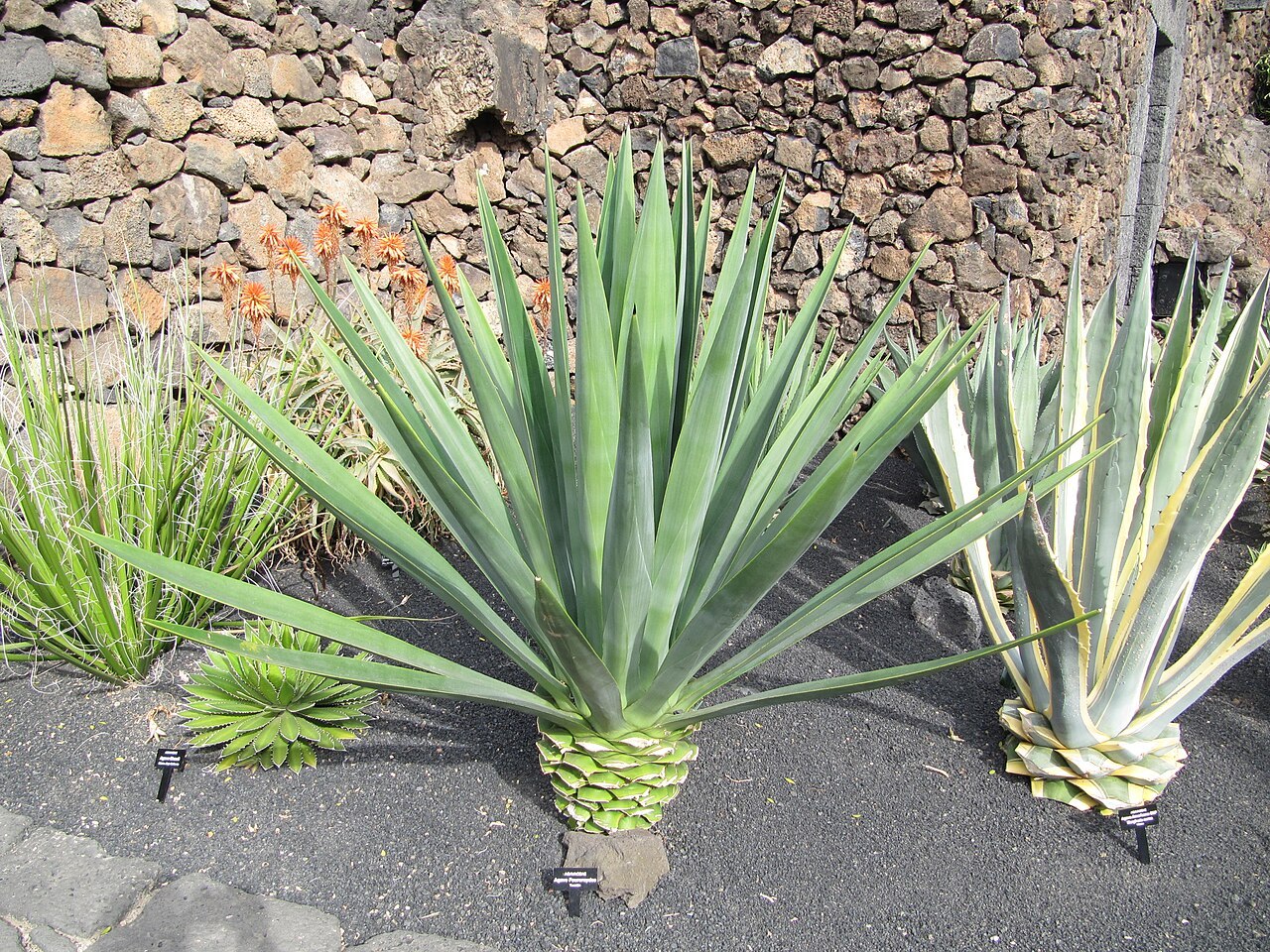 Lanzarote_-_Agave_fourcroydes.jpg
