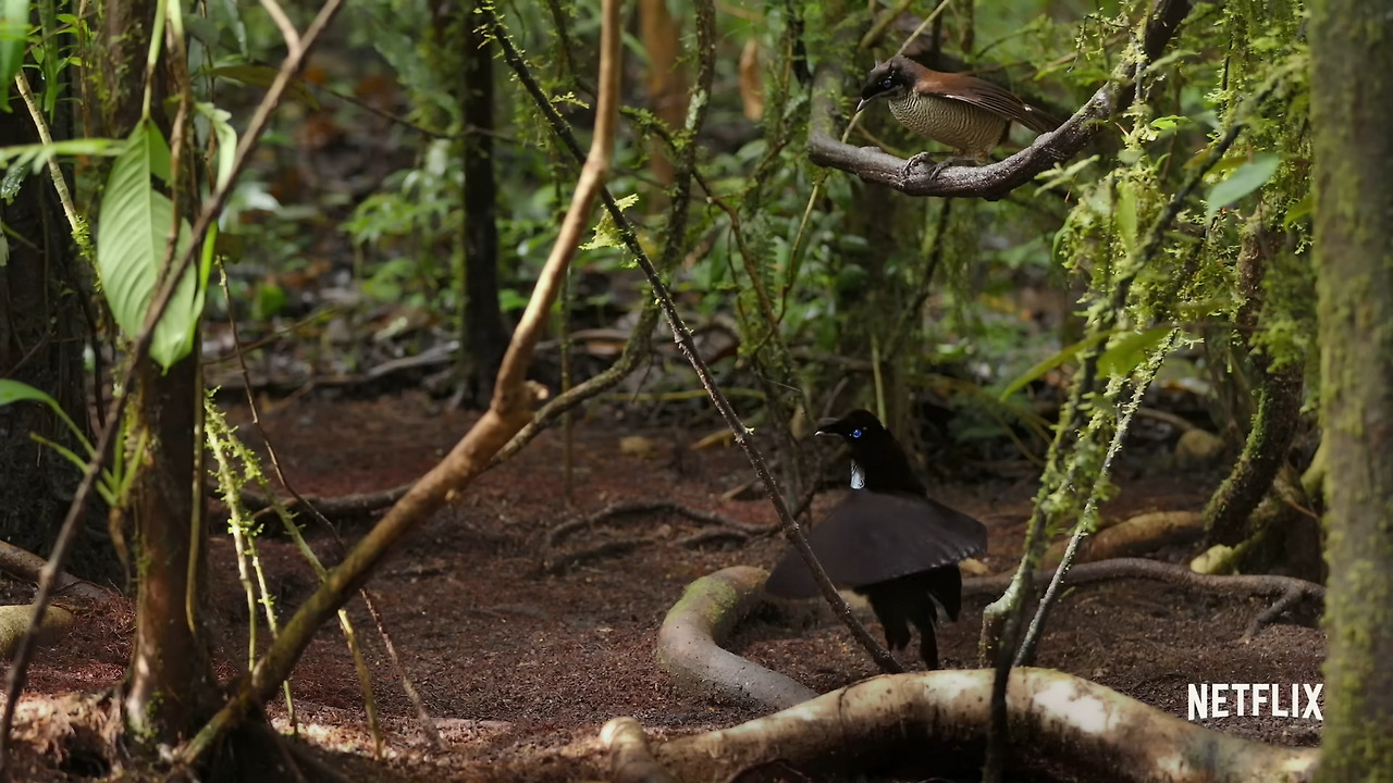 Our Planet 극락조1.jpg