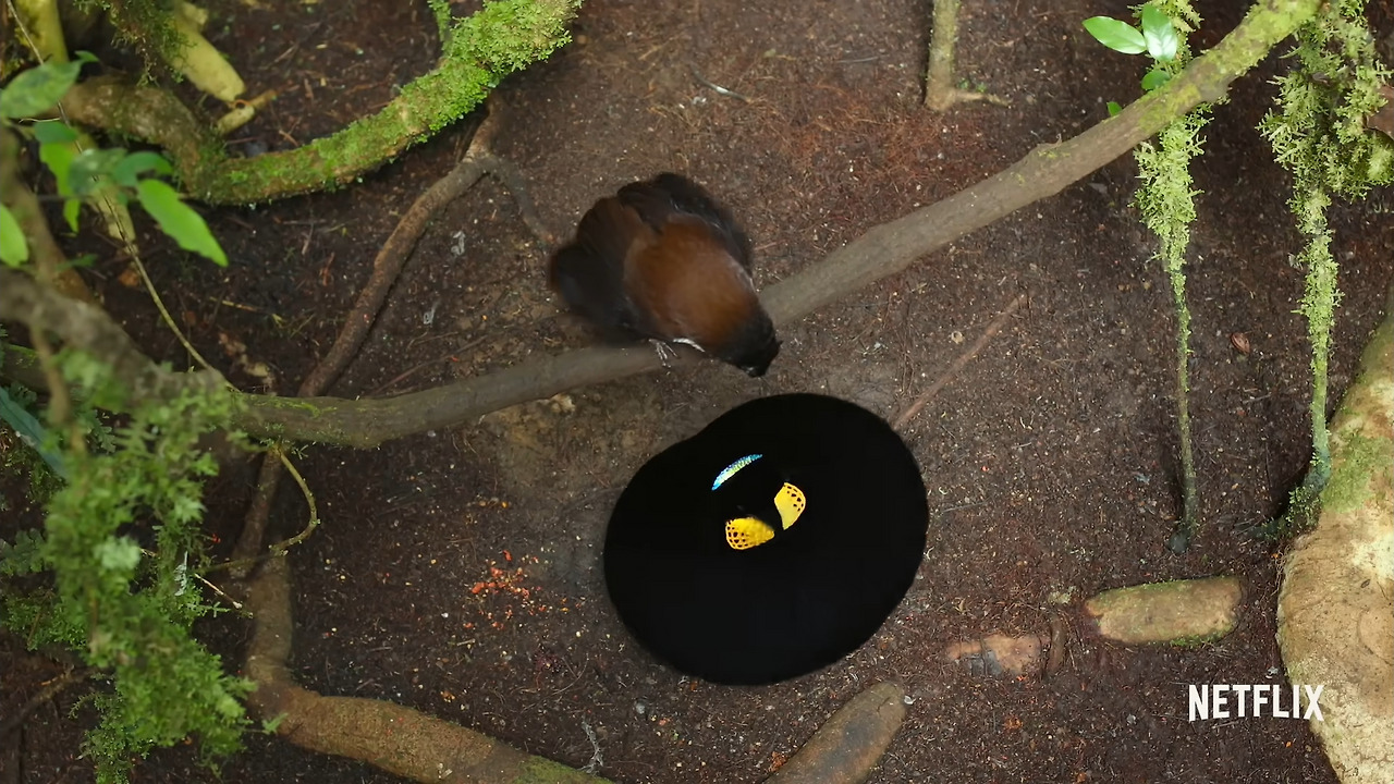 Our Planet 극락조2.jpg