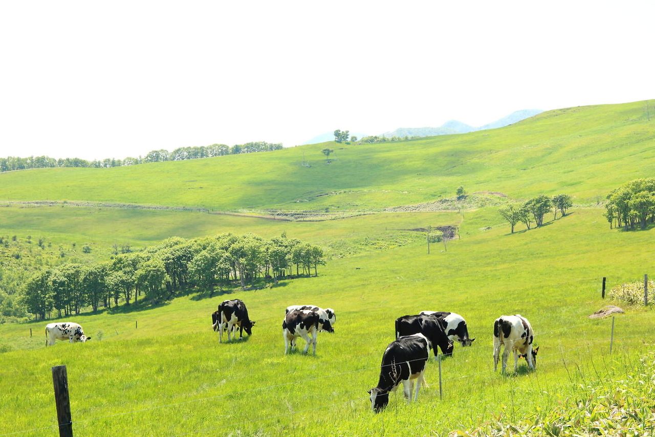 삿포로 출발 오비히로 프라이빗 단독 차량 일일 투어.jpg