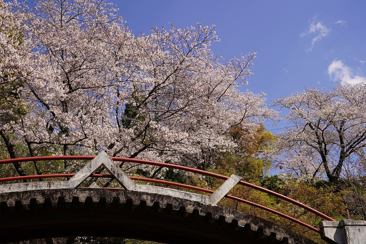 5후쿠오카 출발 구마모토 벚꽃 명소 1일 버스 투어3.jpg