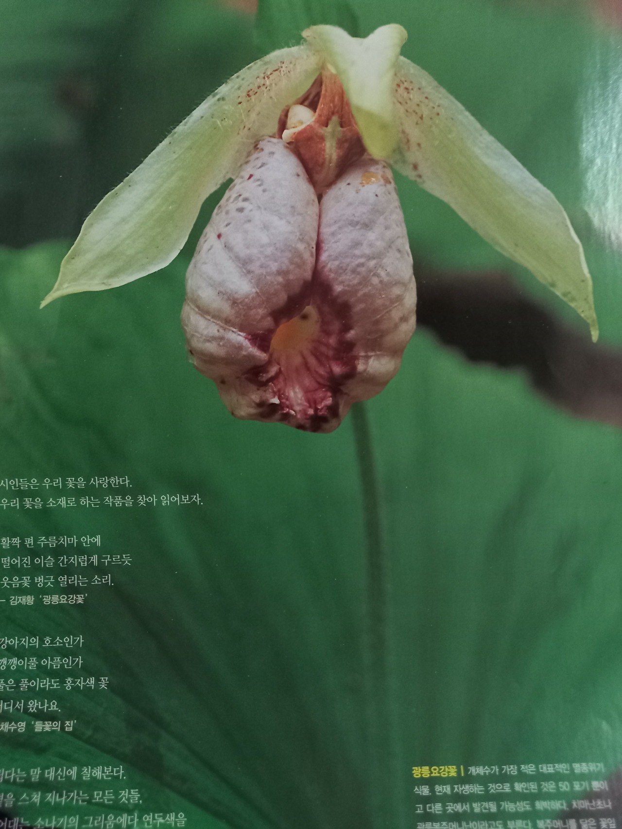 광릉 요강 꽃