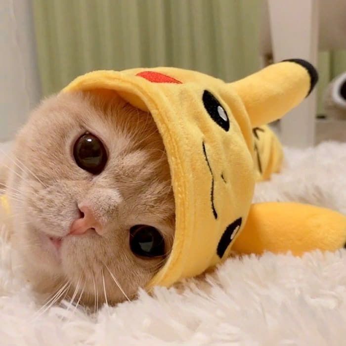 피카츄 모자'를 눌러 쓴 귀여운 고양이
