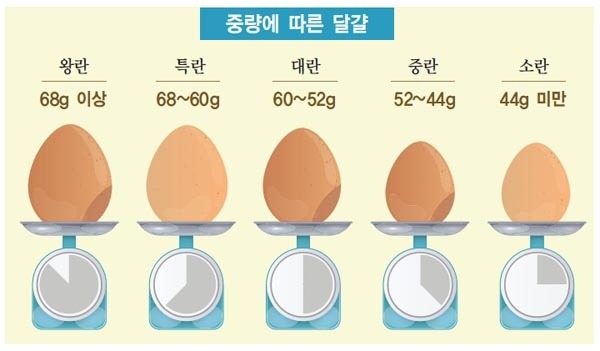 달걀, 한번에 몇개까지 먹어도 될까?