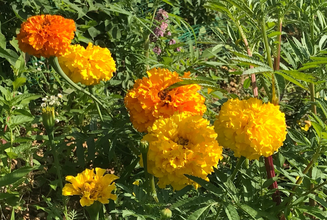 황금빛 메리골드가 격하게 꽃을 피웠다.