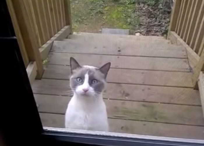 자기 좀 들어가게 문 열어달라며 떼쓰는(?) 고양이