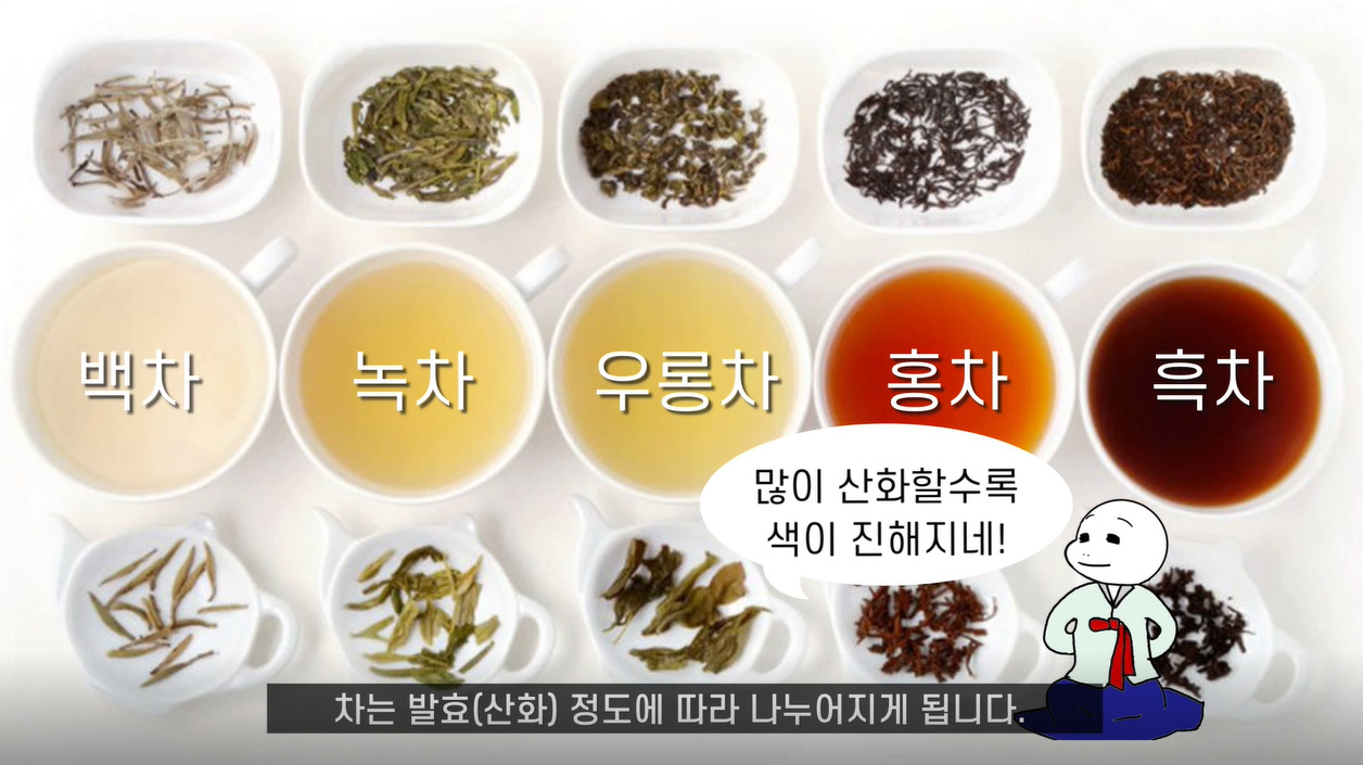 녹차와 홍차가 같은 차에서 나왔다고요?