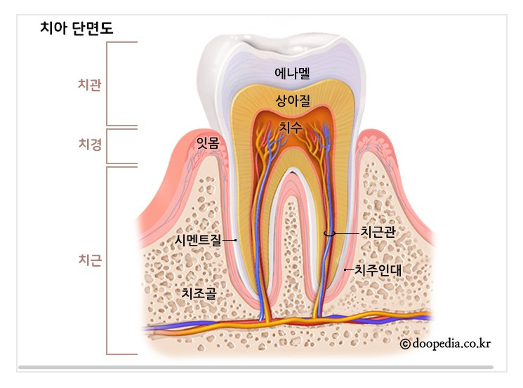 [보험금지급사례]치조골이식수술(임플란트 시술??)