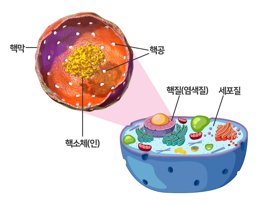 세포 소기관은 오늘도 열일ing
