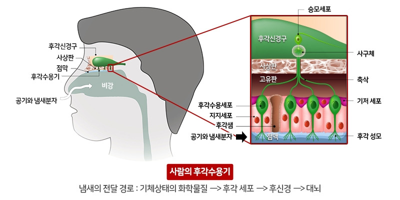 냄새는 어떻게 당신의 행동과 감정을 이끄는가