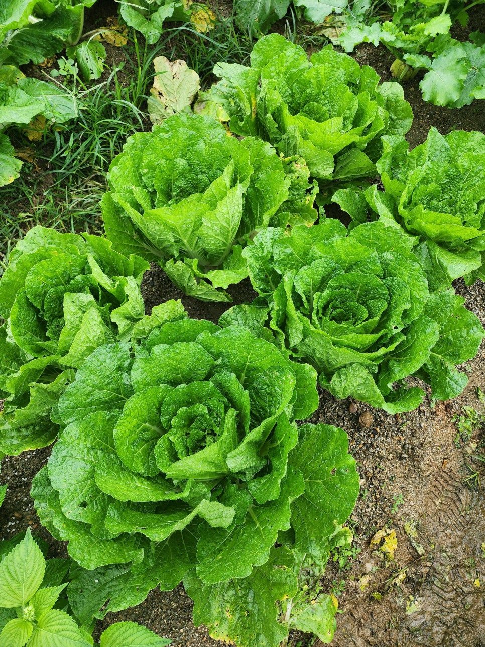 16화 시련은 배추에게