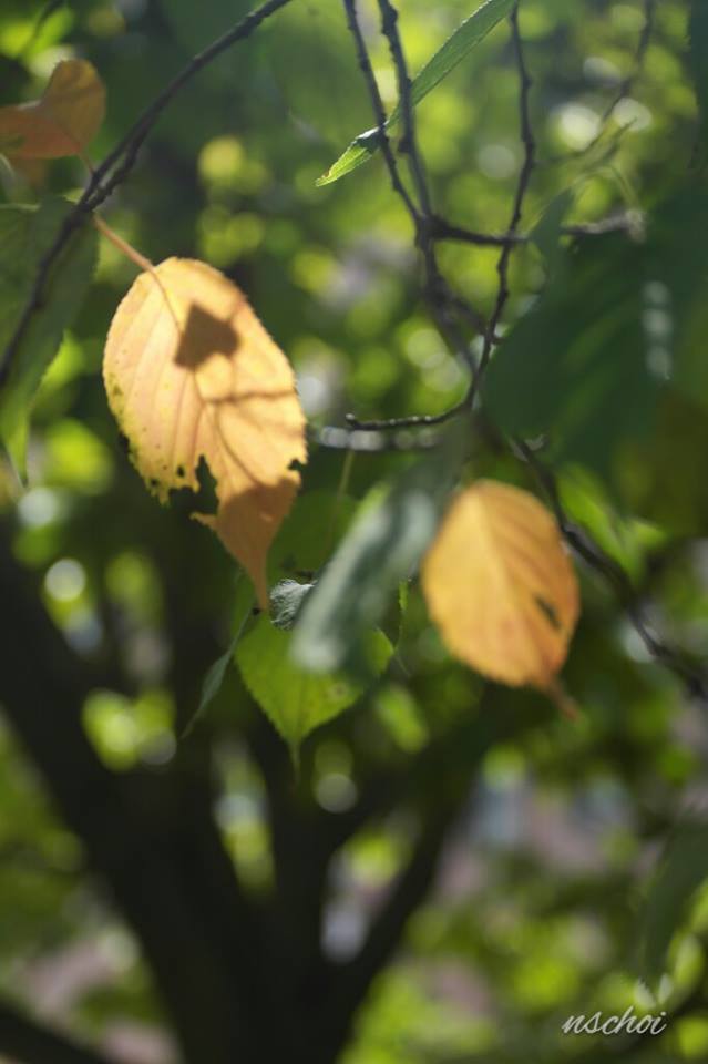 가을 잎새