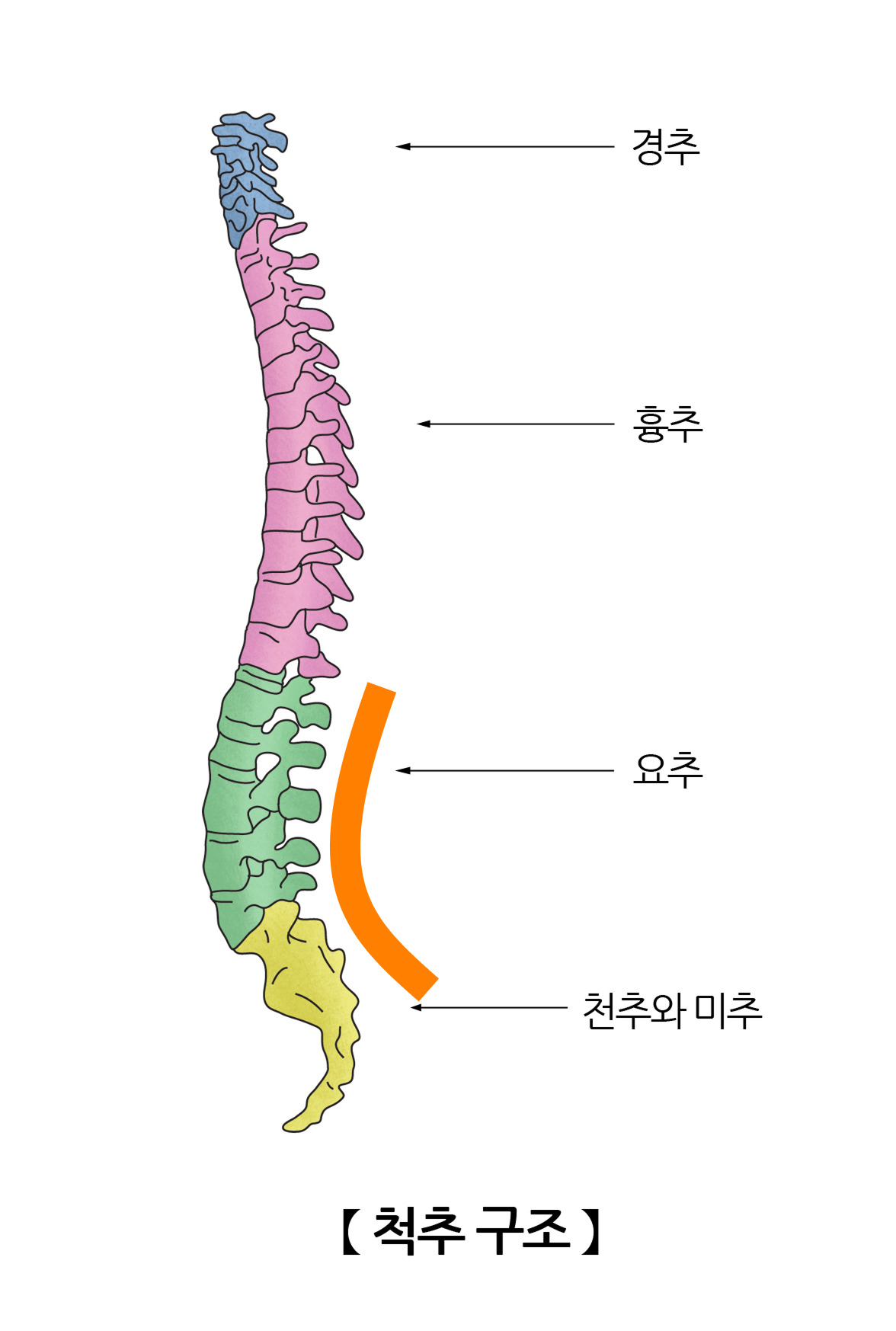 단단한 침대가 허리에 좋은걸까?