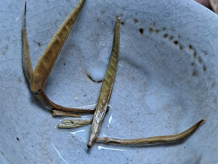 12. 지차 知茶_고산생태 백차 백호은침