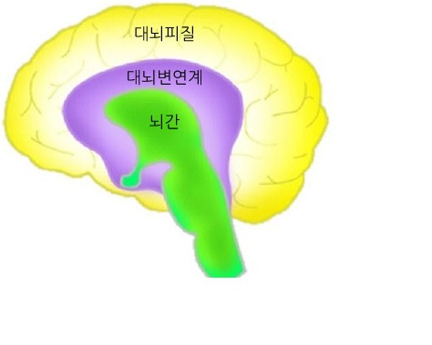 고양이가 개보다 영악하다는 말은 틀렸다.
