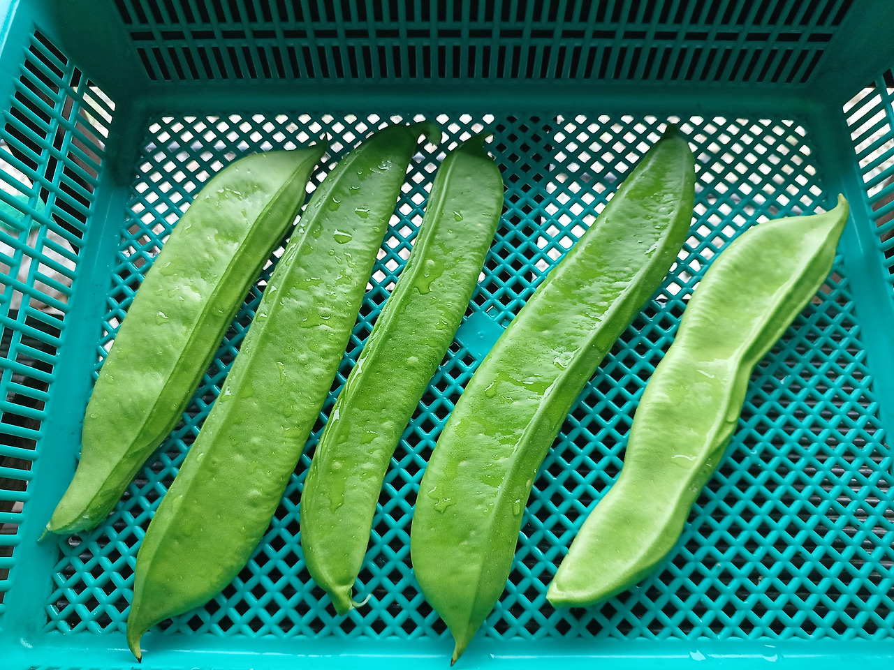 시린 마음 포근히 어루만져 주는 작두콩차