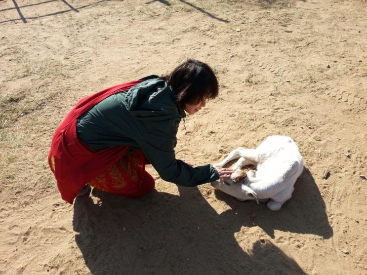 인도에서 주의해야 할 동물들