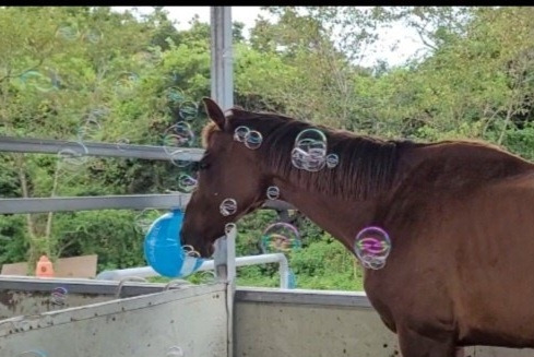 온라인 카지노 게임