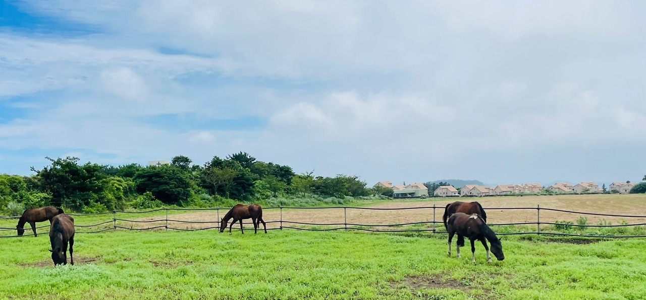 카지노 쿠폰