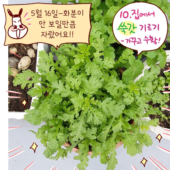10집에서 기르는 향긋 쑥갓-가꾸고 수확하기