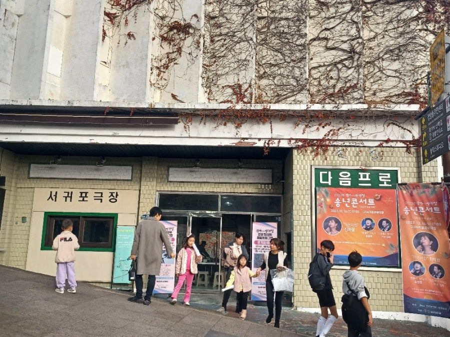 서귀포의 봄, 목련 만개하다