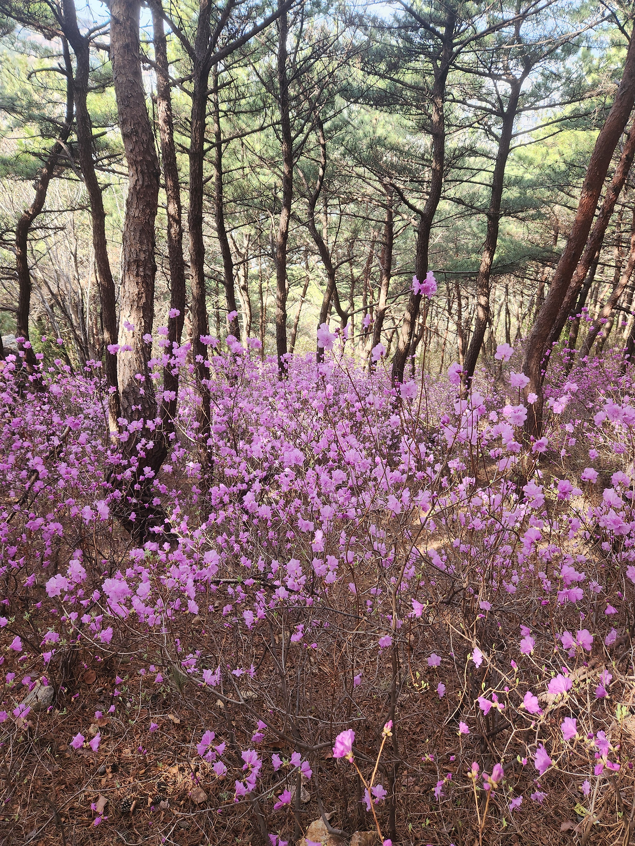 카지노 게임 사이트
