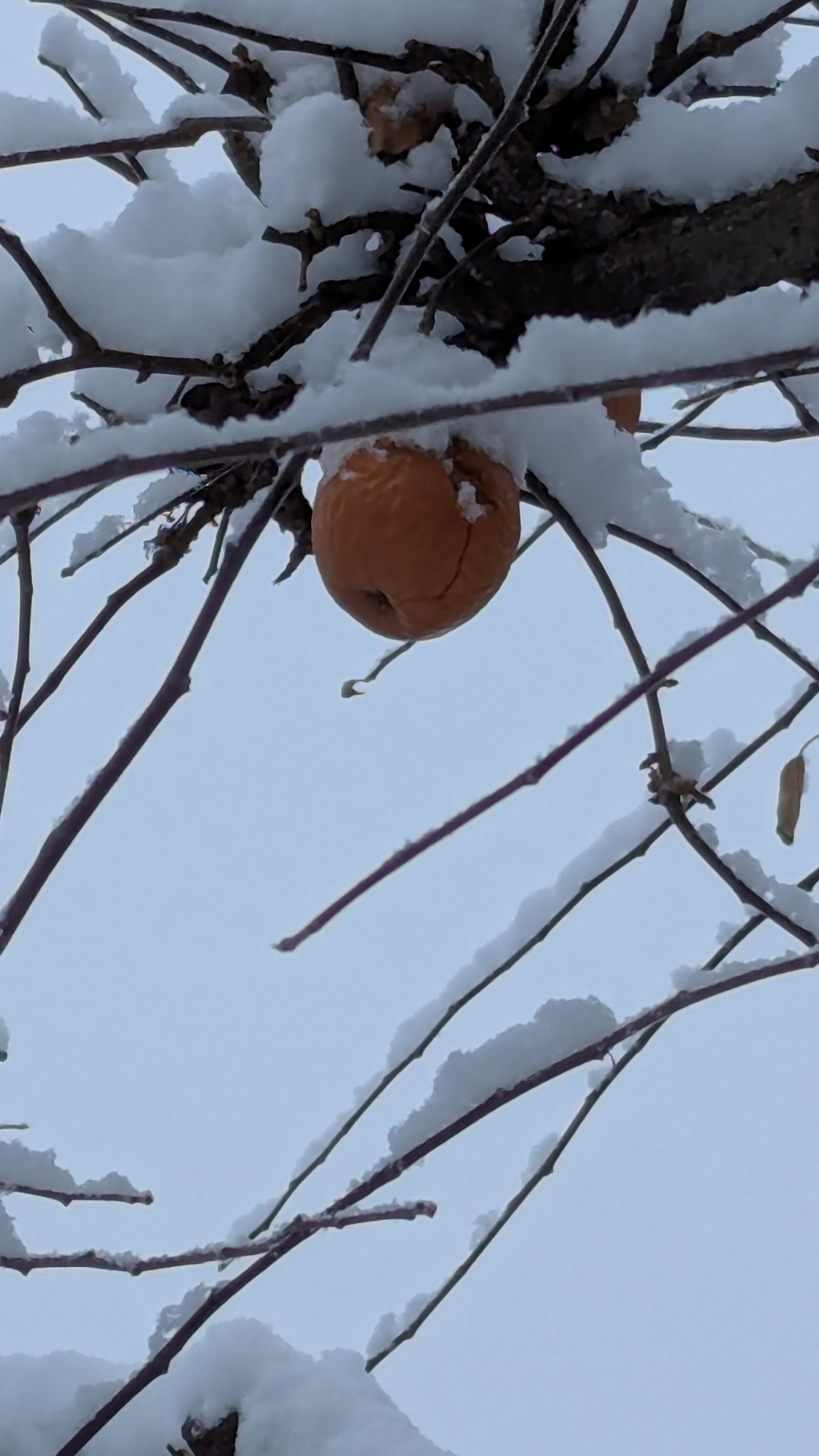 바카라 영어로