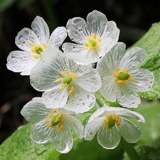 03화 산하엽
